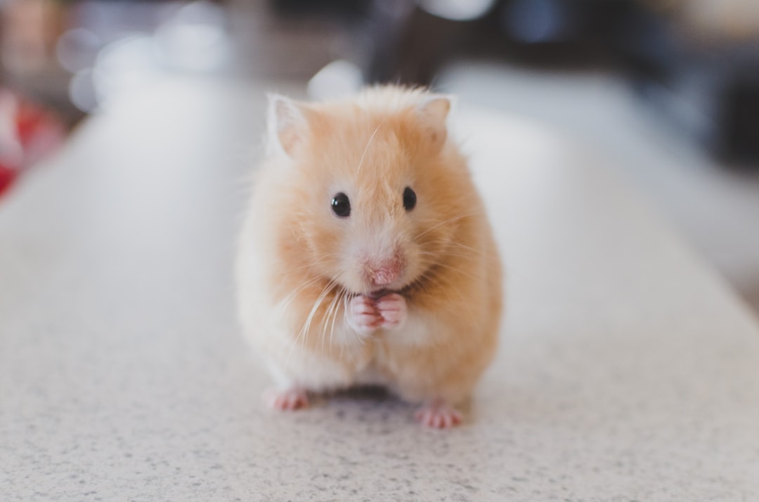 Mouse