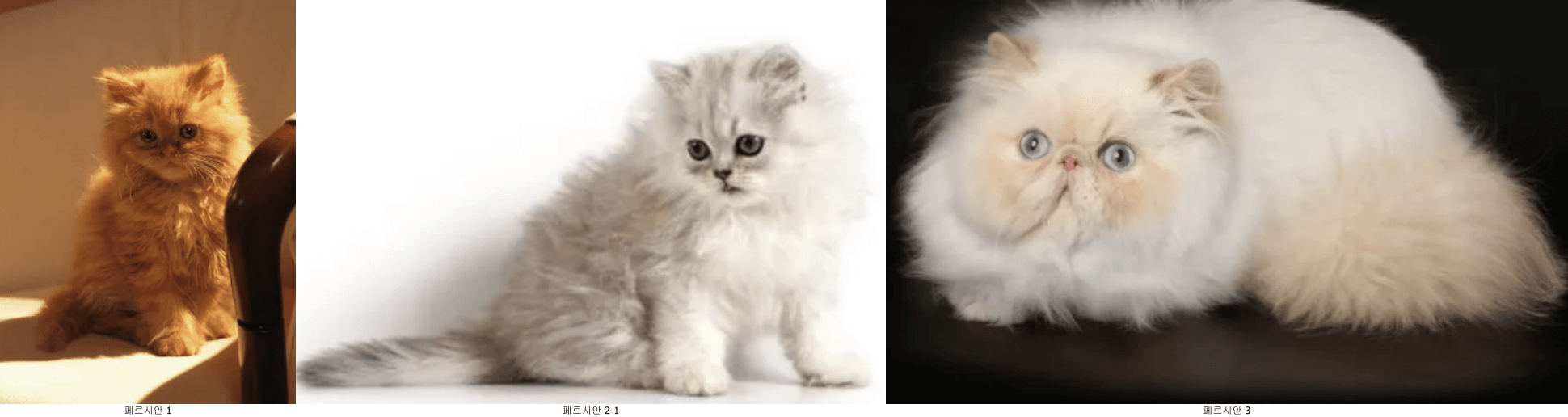 페르시안고양이