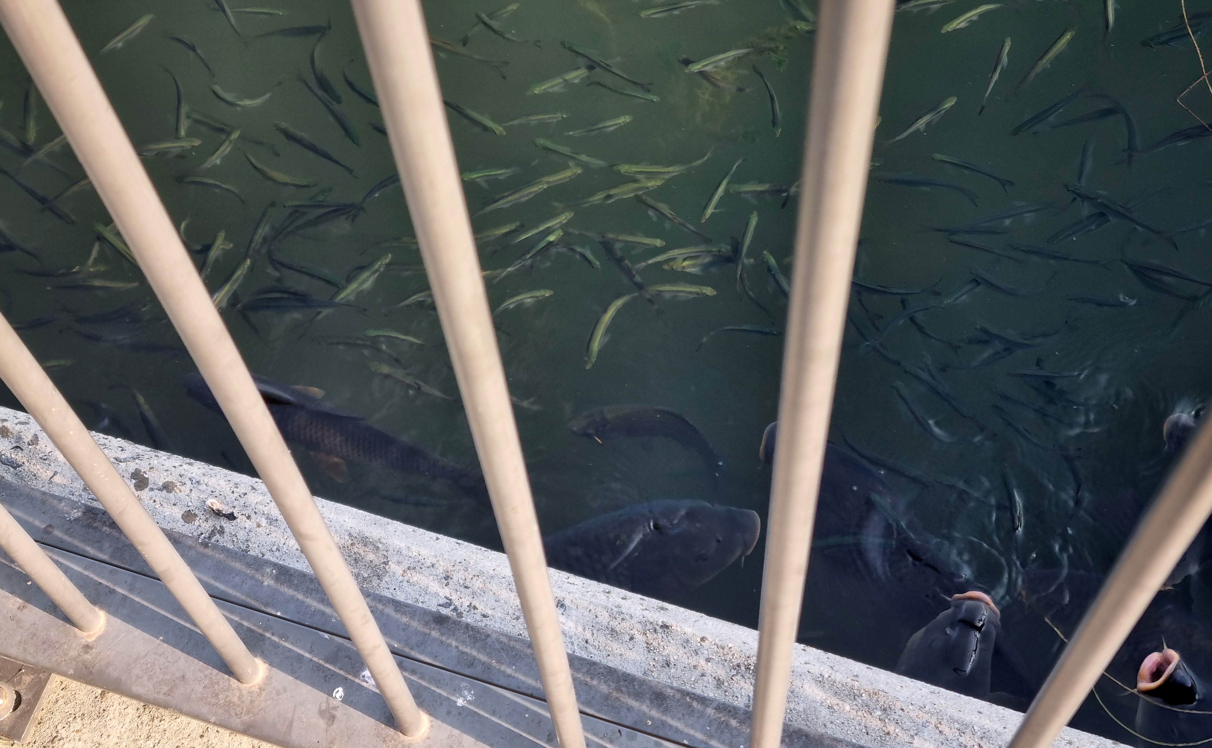 호수원 내부 잉어