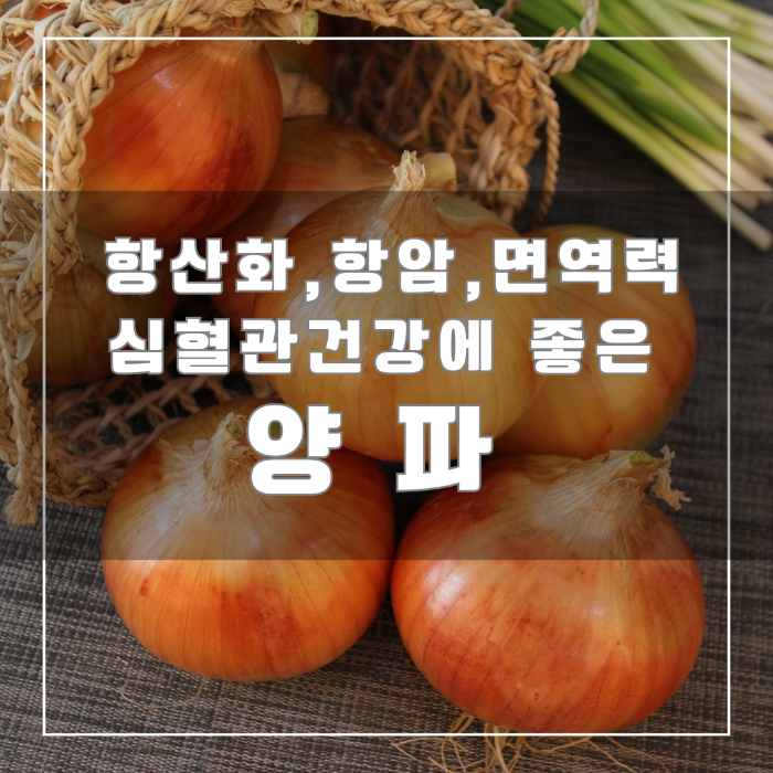 양파의 효능