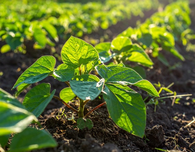 고구마심는 방법
