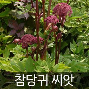 당귀
