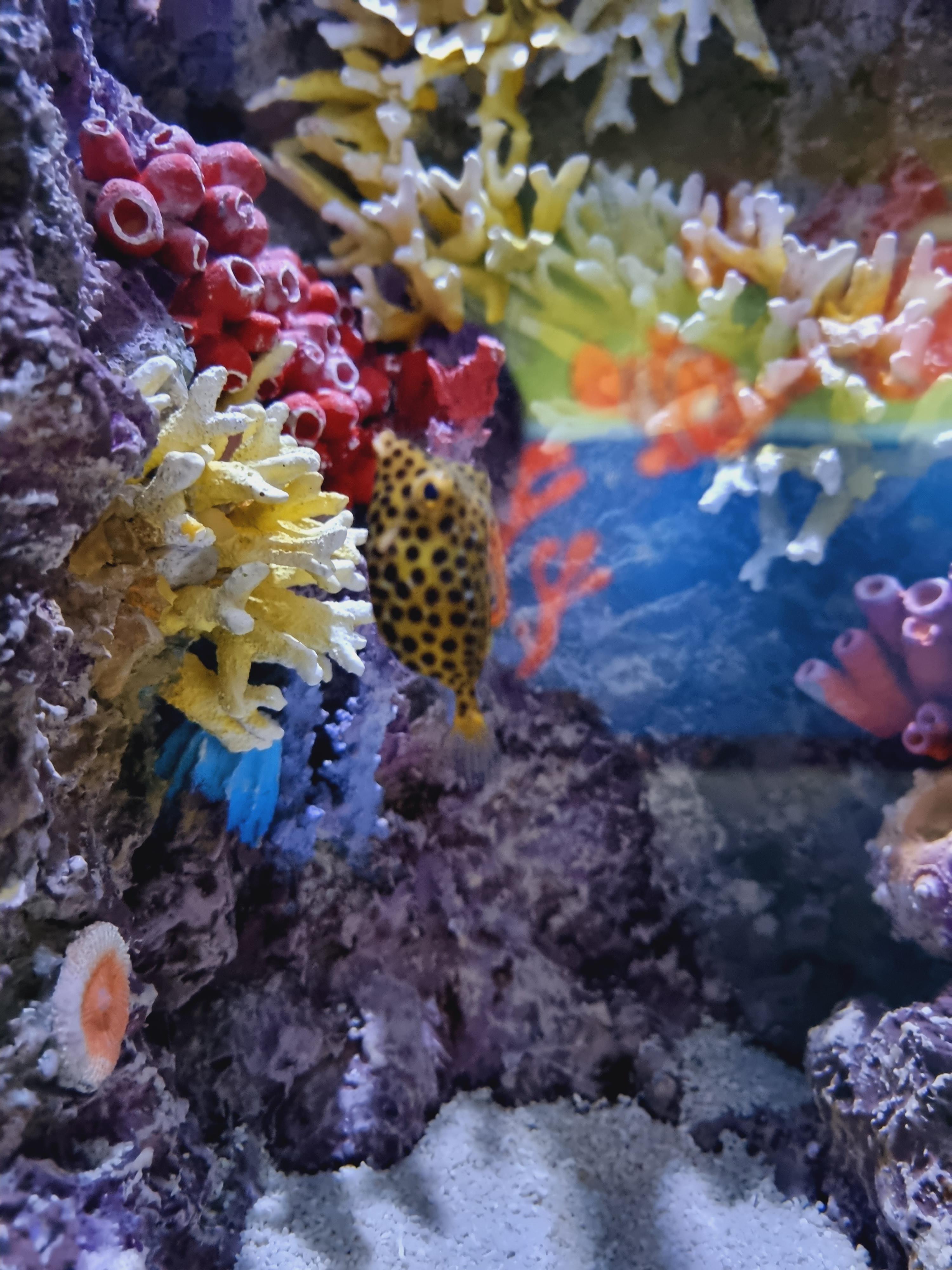 니모와 산호초속 열대물고기들