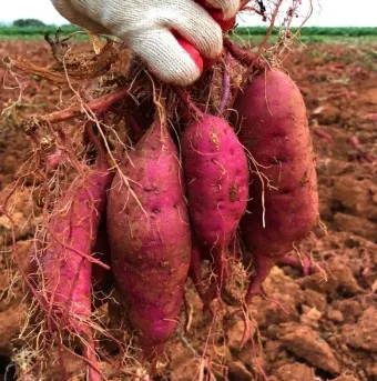 고구마 삶는법 맛있게 황금레시피 효능 칼로리_22