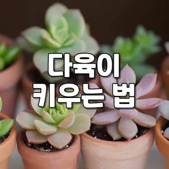 다육이 물주기 환기요령 일조량관리 여름과 겨울 관리법_6