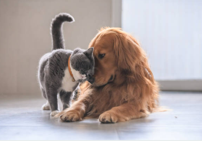 다견 가정 필수