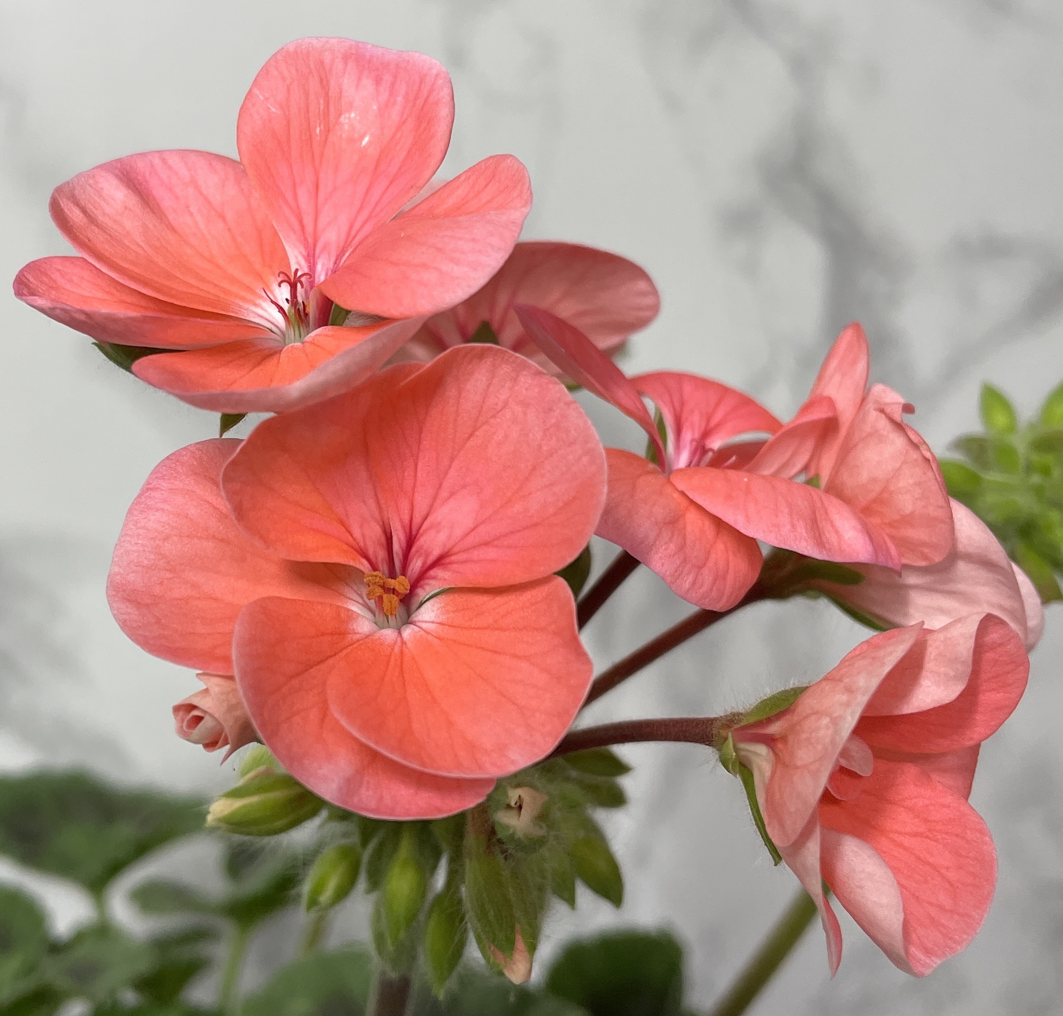 제라늄 키우기 종류 화분 꽃