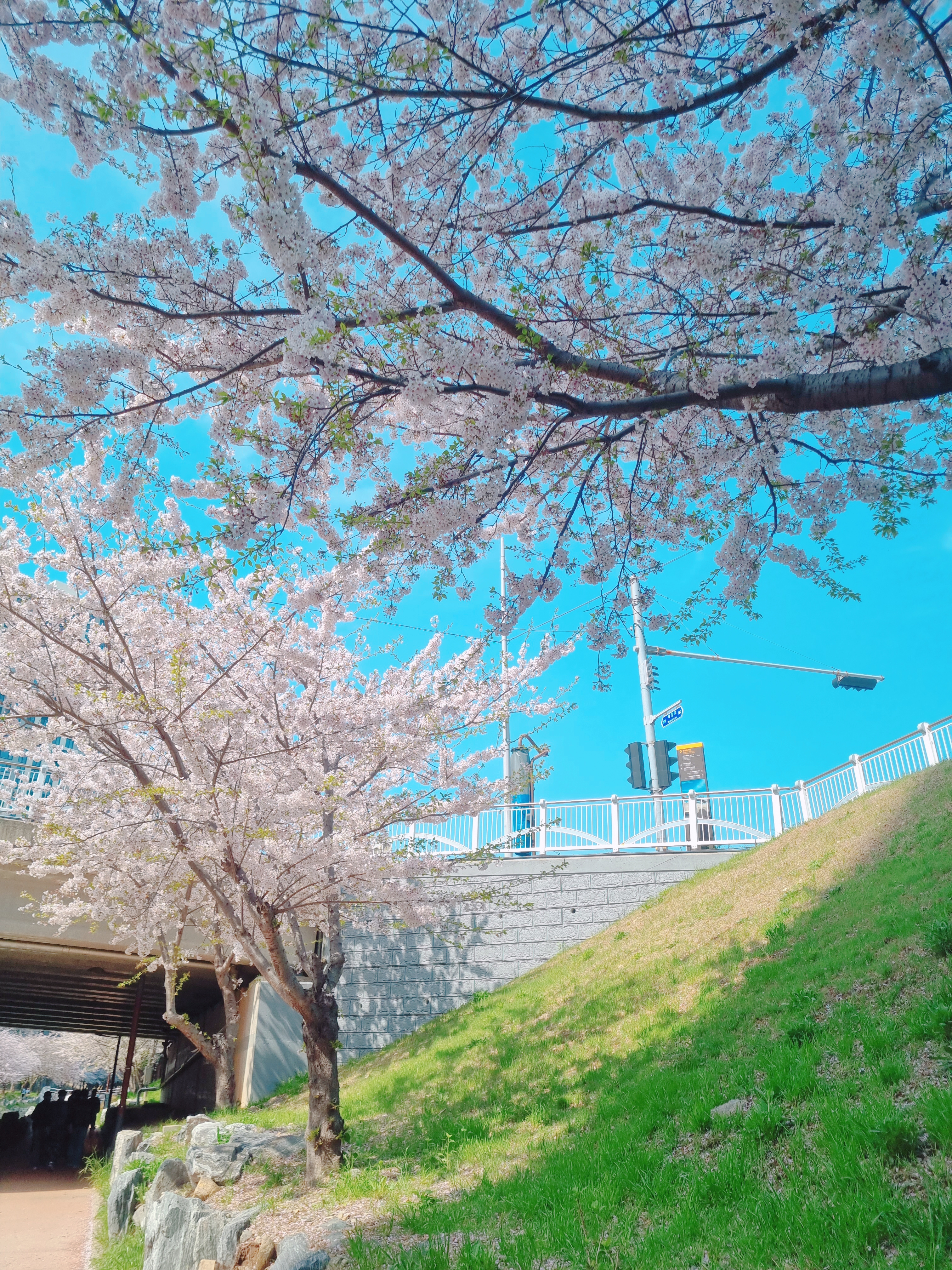 영도 동삼해수천 벚꽃길