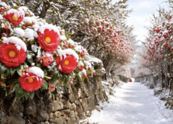 제주 겨울 여행지 동백꽃 명소 추천