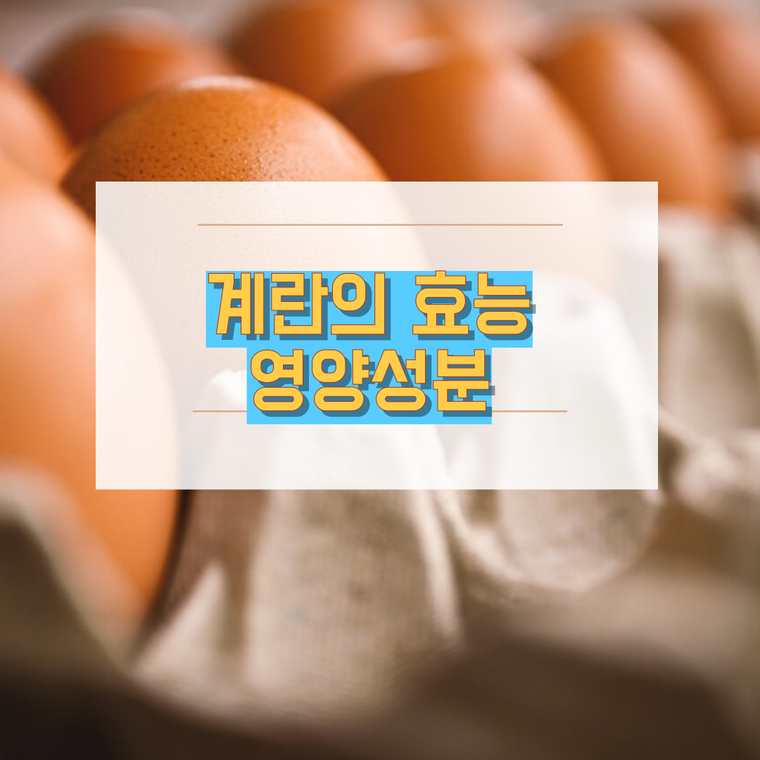 계란 영양성분 효능