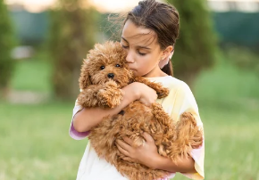 말티푸/출처:어도비스톡
