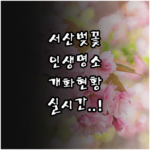 서산 벚꽃 여행 명소 리스트 및 실시..