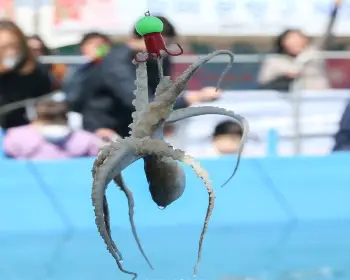 서천 동백꽃 주꾸미 축제_11