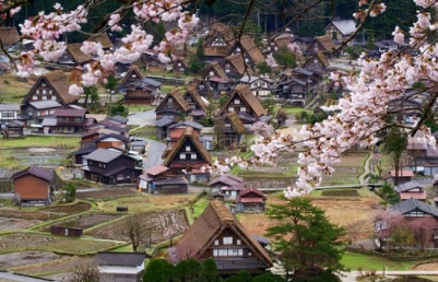 일본 벗꽃 시즌