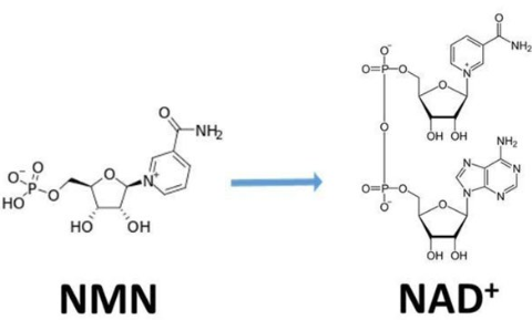 NMN이 만들어내는 NAD+
