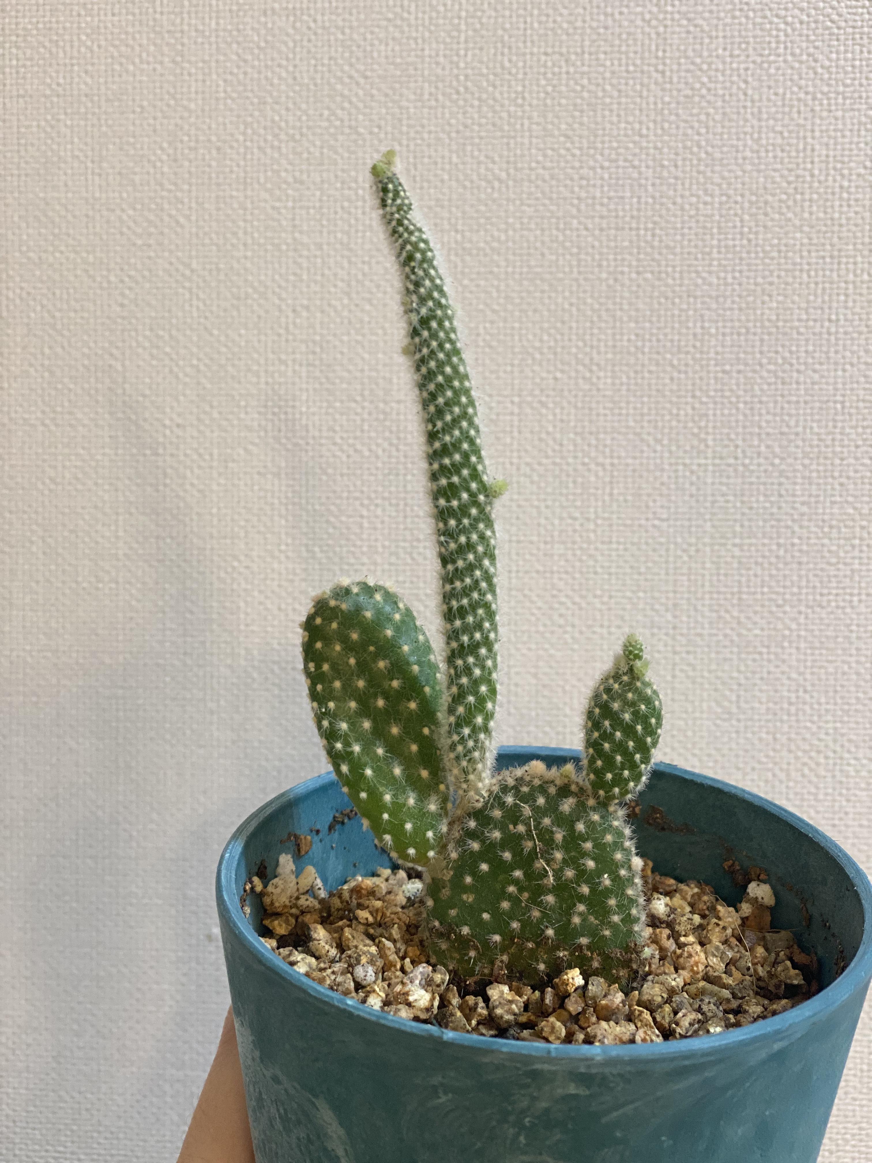 백도선 근황