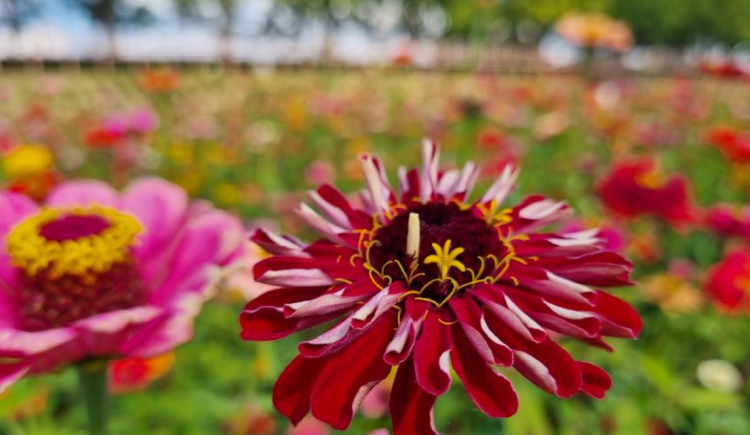 아산 곡교천 단풍나무길