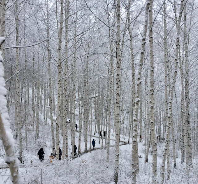 강원도 겨울여행