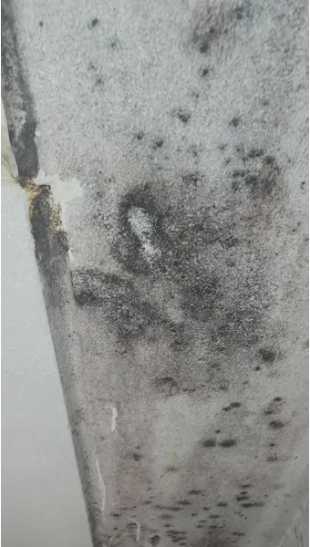 장마철 곰팡이 제거방법 꿀팁 정리 완벽 가이드_7