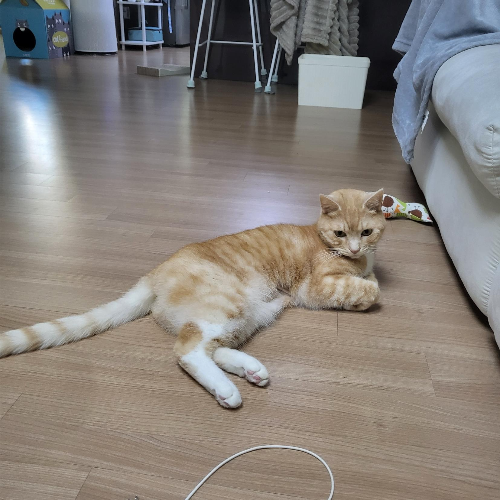 고양이 꼬리가 위로 세워졌다고? feat. 감정표현 12가지