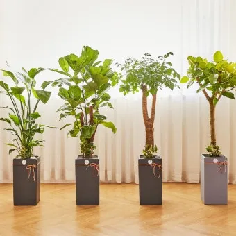 집들이 선물 식물추천 키우기쉬운 종류 물주기 빛관리 가이드_2