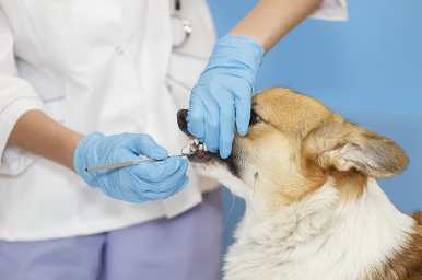 개가 주의해야 할 종양 구강 내 종양.