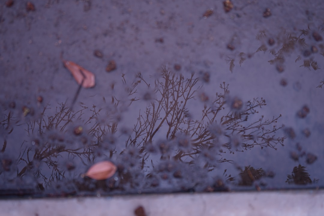 Rainfall