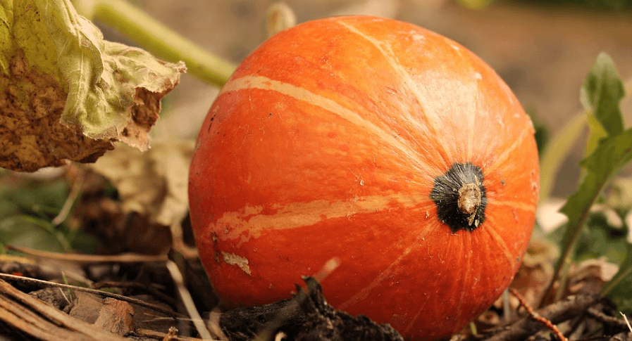 늙은호박 사진 - 17