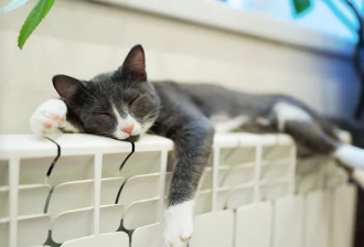 고양이 감기/출처:어도비스톡