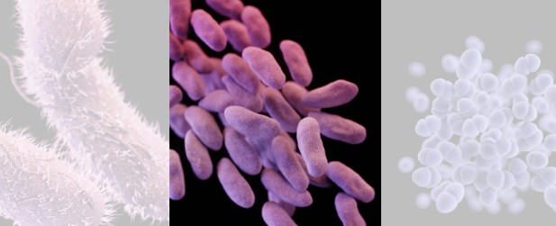 Cre감염 증상 전염, 치료방법 - 카바페넴내성장내세균속균종 감염증