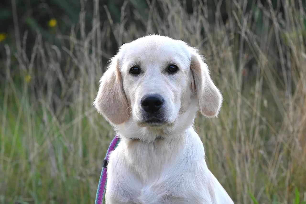 갈대사이의 강아지