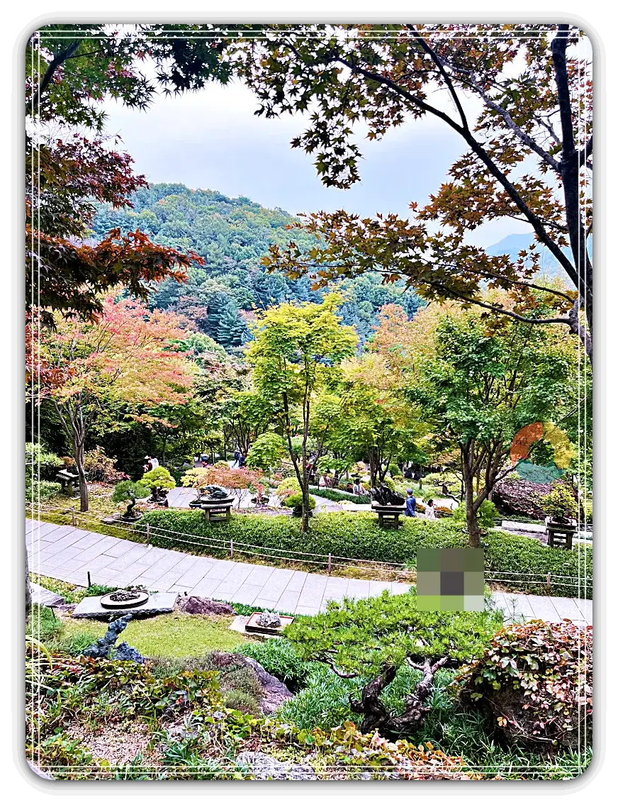 화담숲_내리막길-물들어가는-단풍-소나무분재