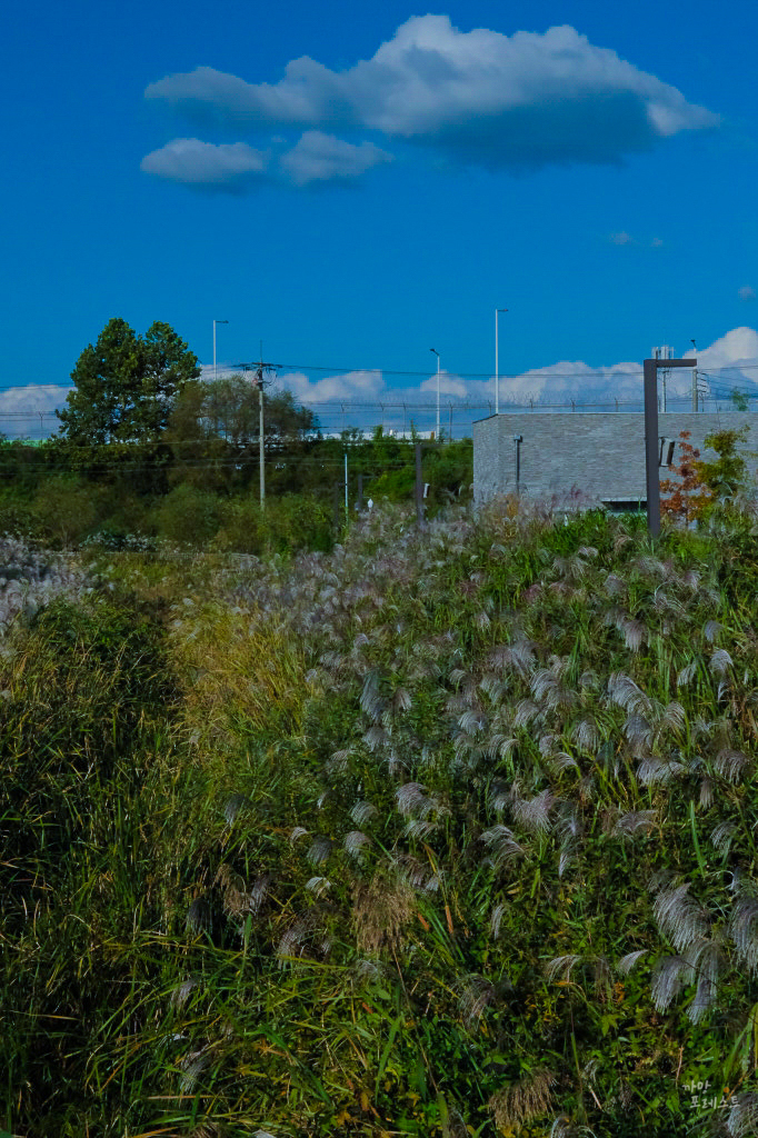 평화누리 캠핑장 억새