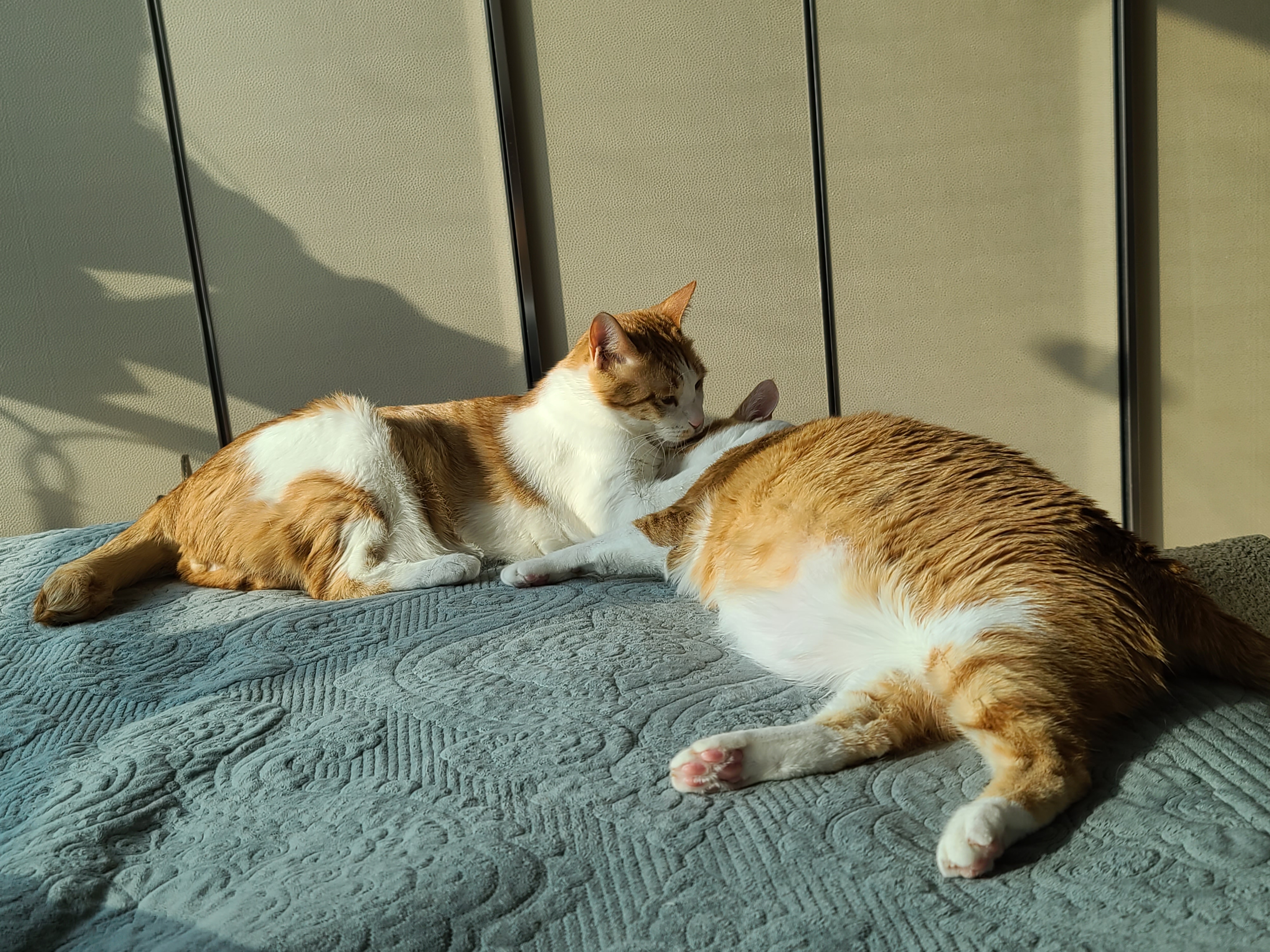 아비시니안 루나와 치즈냥이 호야의 동침