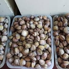 홍성남당항 새조개축제 기본일정과 프로그램 및 초대가수 소개(박서진,임선택, 전미경 출연)