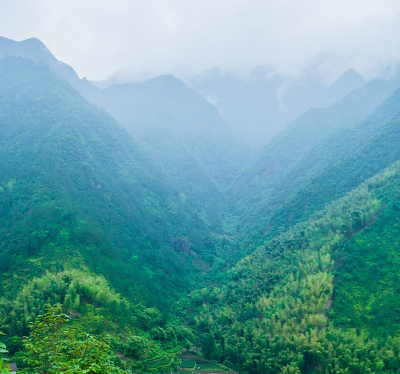능이버섯 보관법
