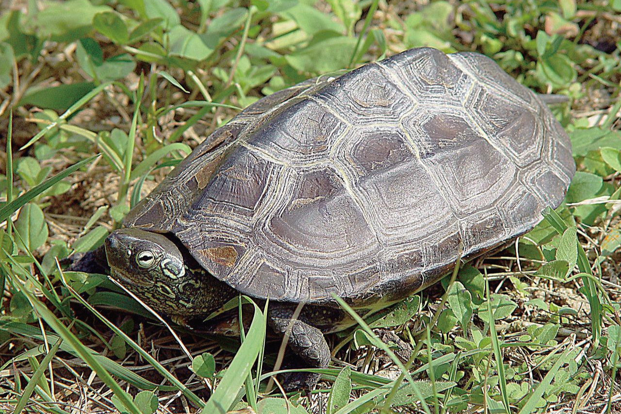 토종거북 천연기념물 남생이