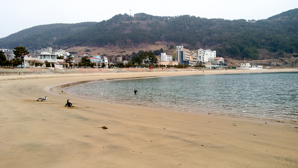 거제도 와현모래숲해변