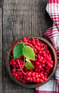 오미자 효능, 부작용, 수확시기 총정리 (2024ver)