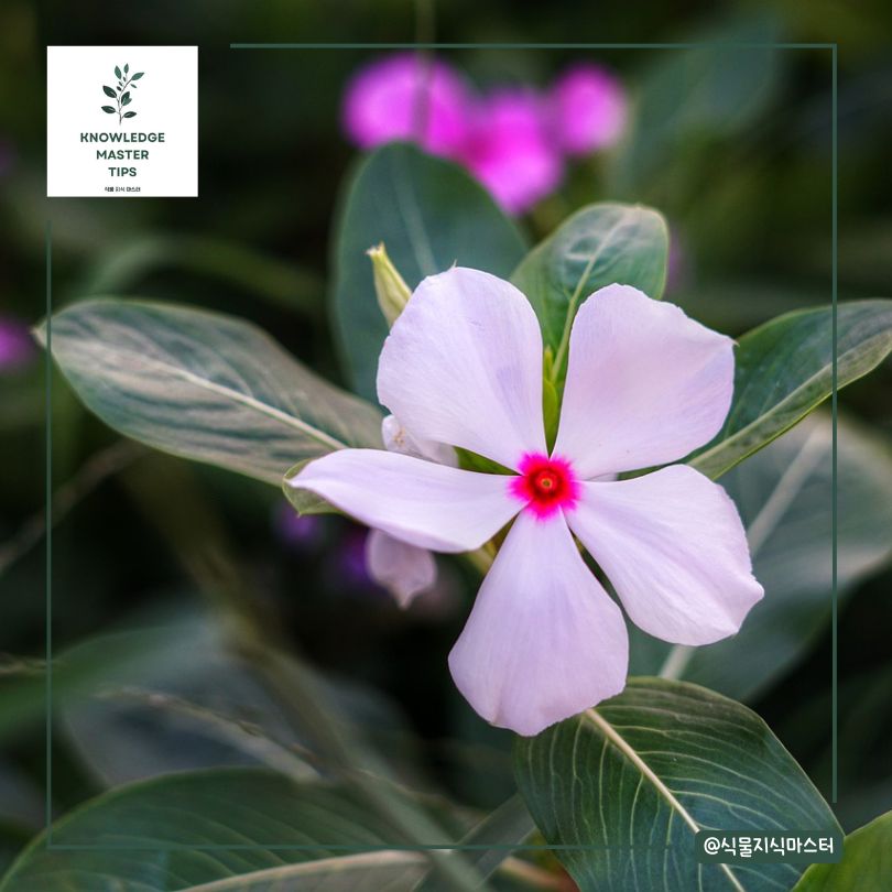 일일초의 엄청난 약용 효과