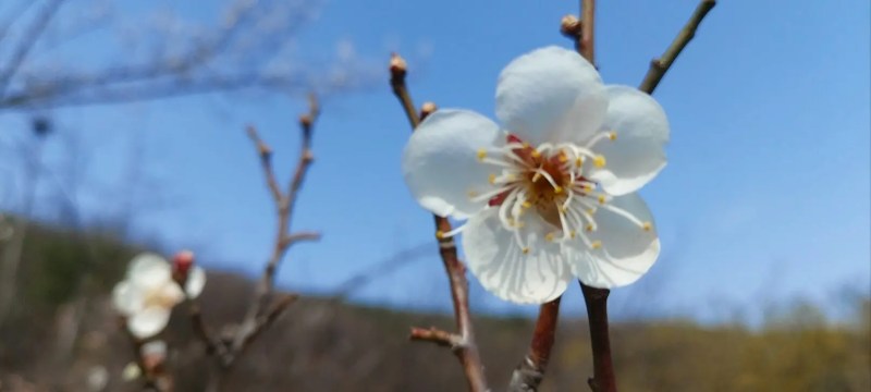 이천 산수유꽃 축제는 3월 16일부터 3월 24일까지 개최된다.