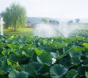 장흥 탐진강 연꽃방죽