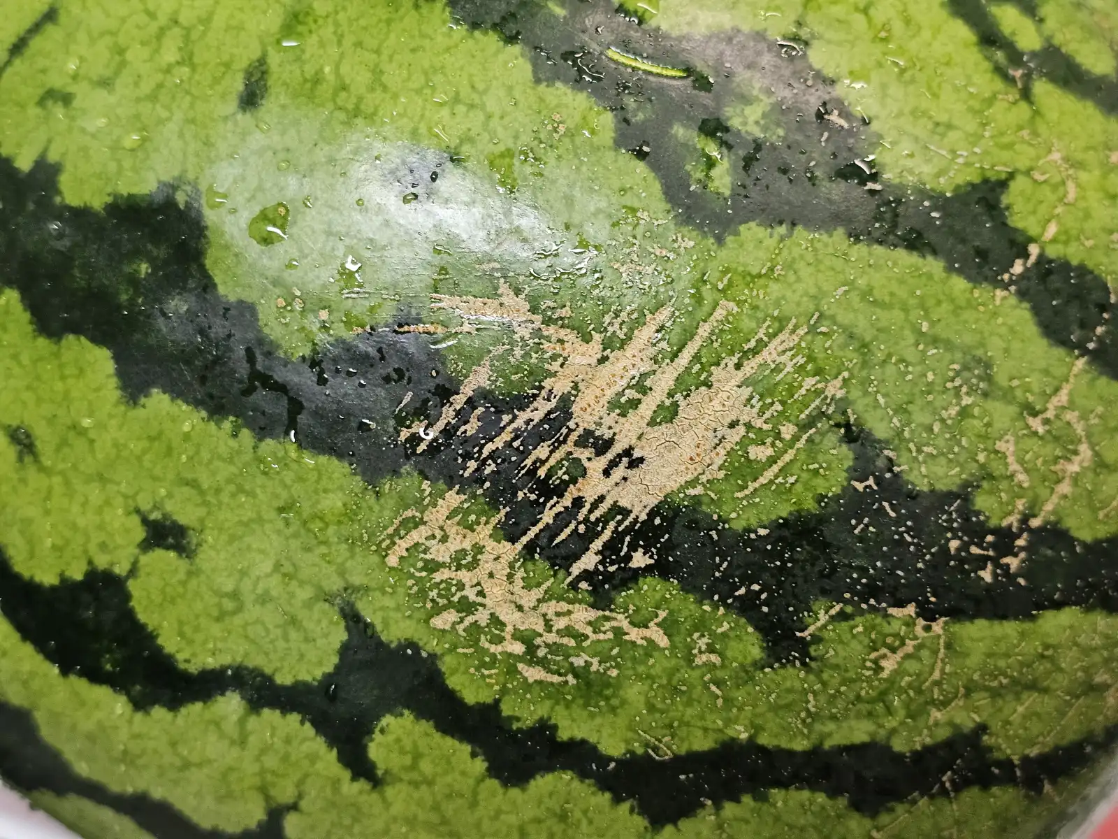 상처난 수박모습