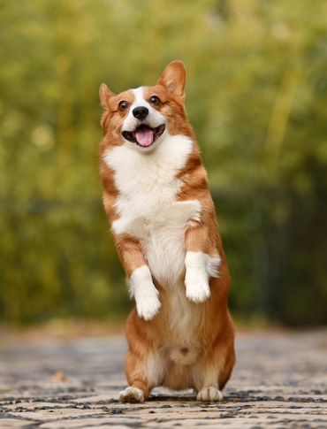 웃고있는 웰시코기