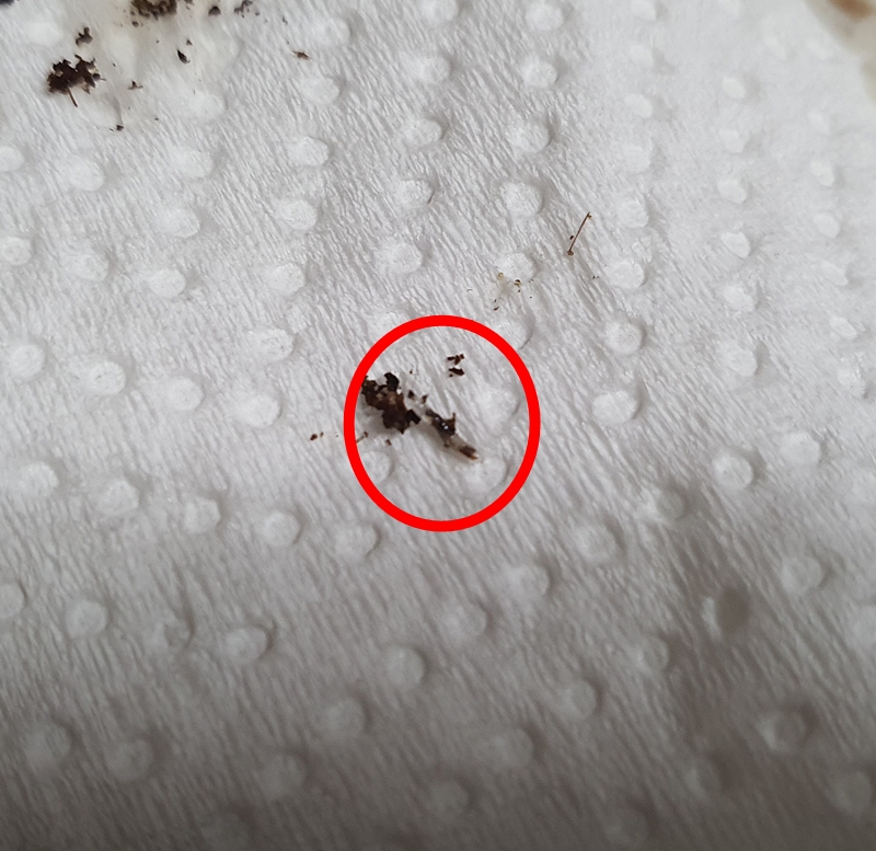뿌리파리 유충