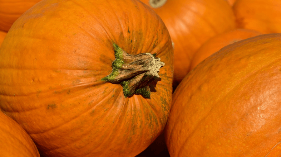 늙은호박 사진 - 13