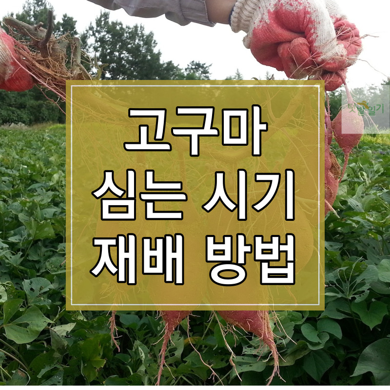 고구마 심는 시기 및 재배방법 알아보기