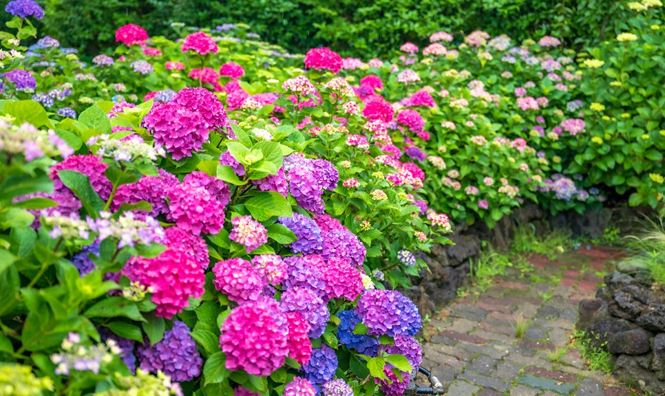 제주 마노르블랑 수국축제