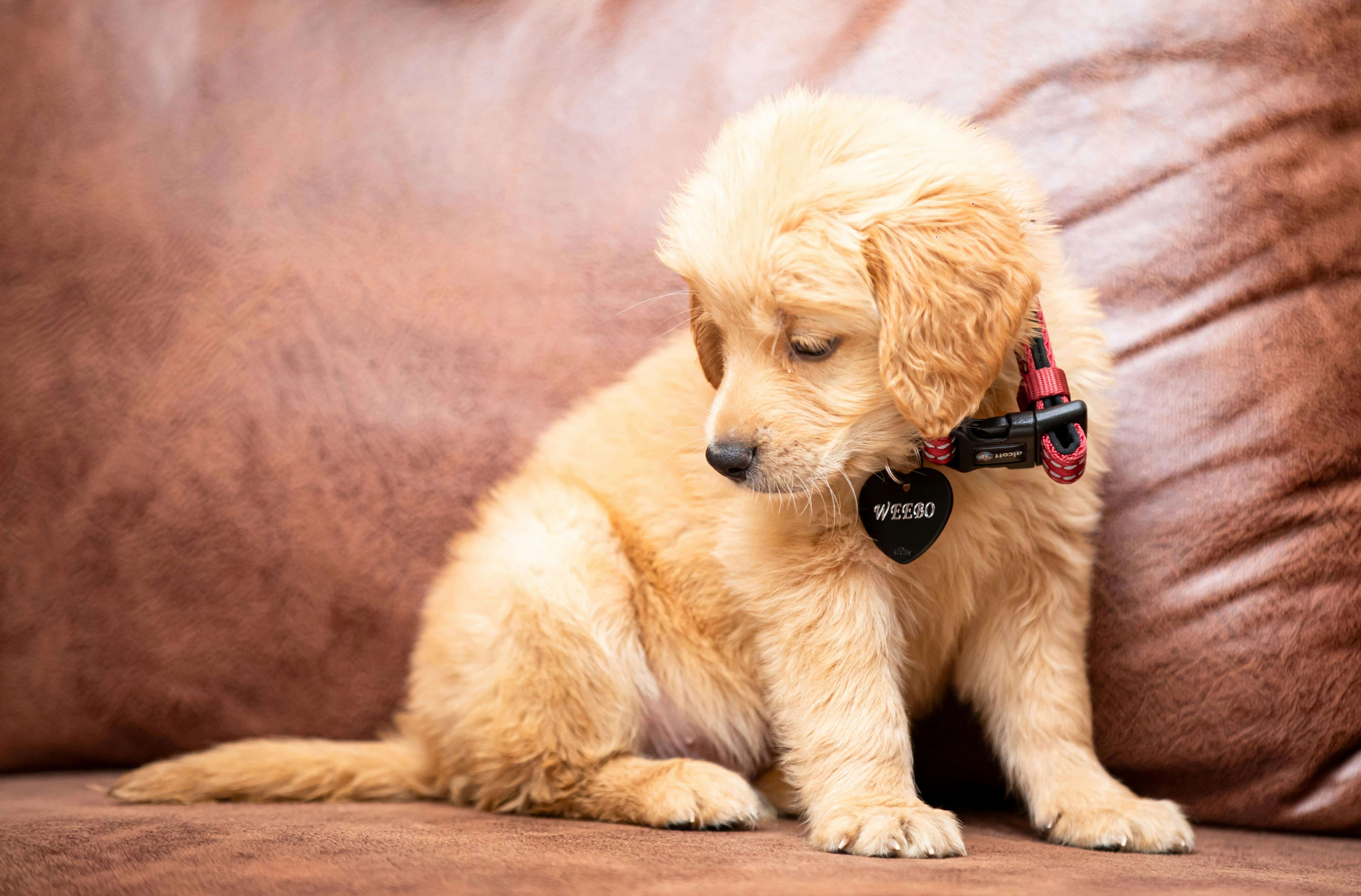 겨울철 강아지 제철과일 및 채소 주면 안되는 과일 주의사항