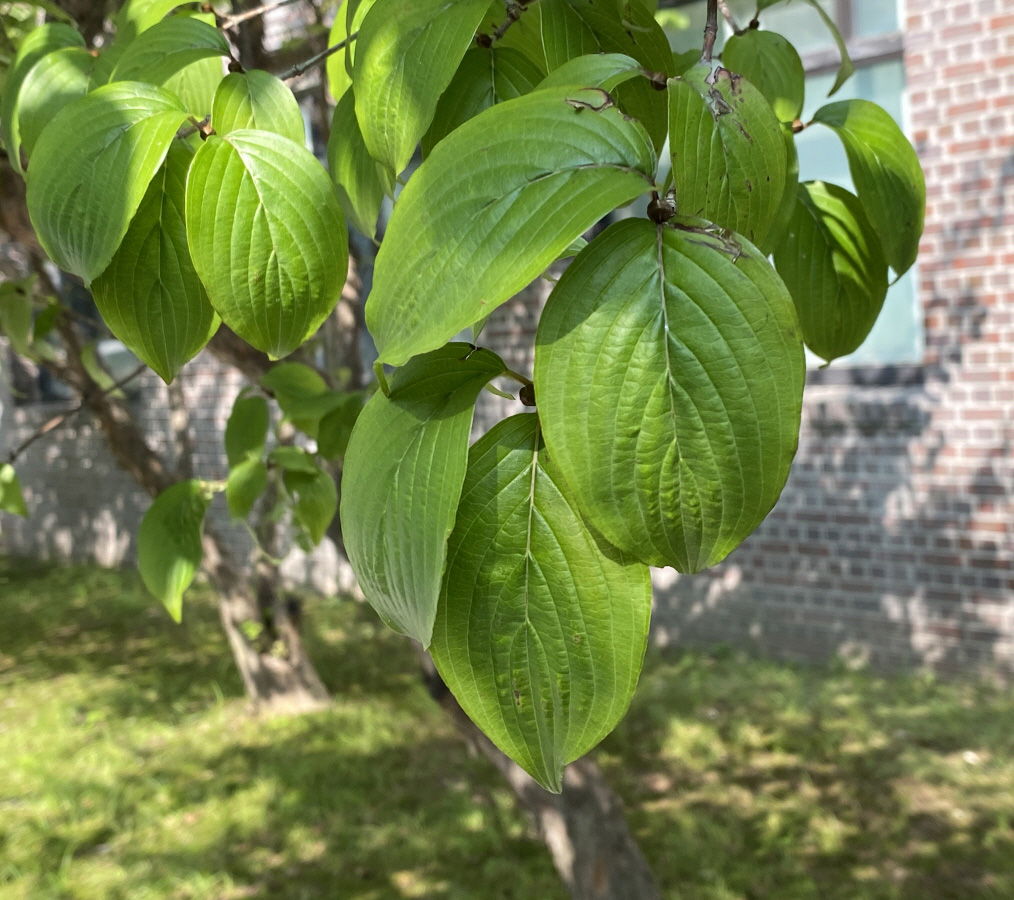 산수유 잎3